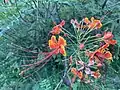 Caesalpinia pulcherrima ou Petit flamboyant.