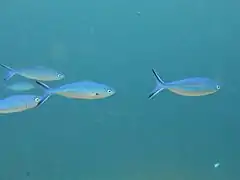 Un groupe de fusiliers à bandes variées (Caesio varilineata)