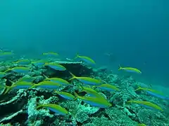 Un banc de fusilliers à dos jaune (Caesio xanthonota)