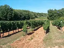 Photo couleur. Prise sur un causse, elle montre des rangées de vignes, une sur deux est désherbée et les cailloux affleurent à la surface.