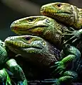 Les reptiles, par exemple les lézards.