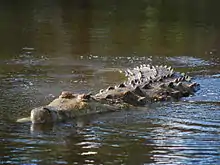 Crocodile nageant dans l'eau dont seuls la tête et le haut du dos émergent