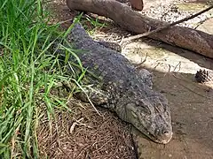 Caïman à museau large (Caiman latirostris)