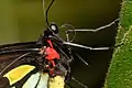 Ornithoptera euphorion (Papilionidae)