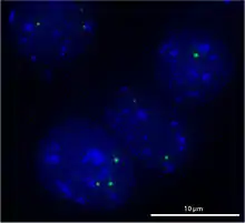 Image of four oval-shaped blue nuclei containing small green dots representing Cajal bodies.