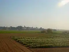 Champs du delta, El Prat de Llobregat.