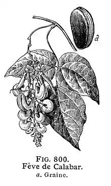 gravure représentant feuillage et fruits de la plante physostigma venenosum