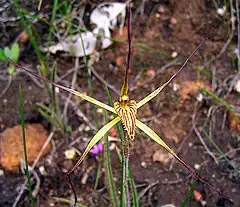 Description de l'image Caladenia caesarea.jpg.