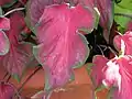 Caladium bicolor  'Florida Red Ruffles'.