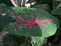 Caladium bicolor.