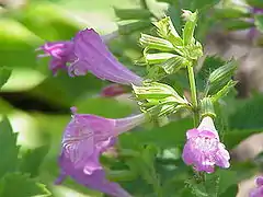 Calament à grandes fleurs