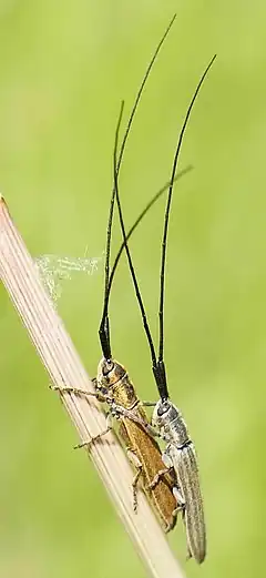 Calamobius filum (Rossi, 1790)