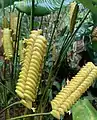 Calathea ou Crotale (varo).