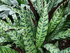 Description de l'image Calathea lancifolia bb2.jpg.