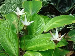 Description de l'image Calathea loeseneri.JPG.