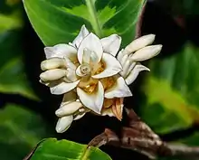 Une fleur blanche aux pétales bordées d'un fin trait violet foncé. Feuilles d'un vert massif à l'arrière plan.