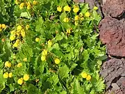 Calceolaria filicaulis