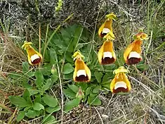 La Calceolaria uniflora est une scrophulariacée de Patagonie.