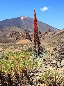 Plante à inflorescence érigée et fleurs rouges au premier plan, et le volcan en arrière-plan.