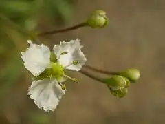 fleur