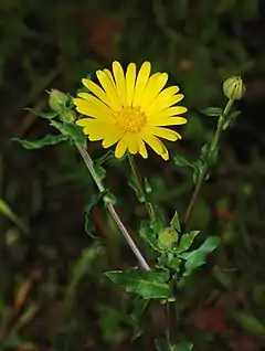 Description de l'image Calendula January 2008-1 filtered.jpg.