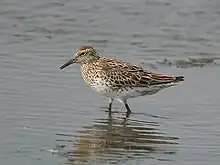 Bécasseau à queue pointue marchant dans une eau peu profonde