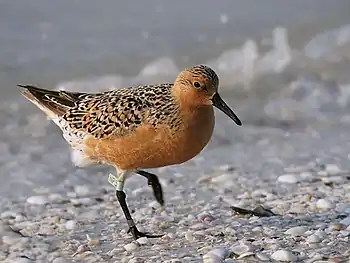 Bécasseau maubèche (Calidris canutus rufa), sous-espèce locale présente sur l'aire de la Péninsule Valdés.