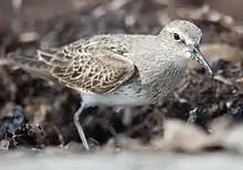 Bécasseau à croupion blanc (Calidris fuscicollis)