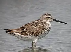 photo montrant un oiseau de taille moyenne au long bec foncé, les pattes dans l'eau.