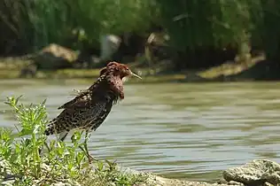 Le Combattant varié (Calidris pugnax), proche des bécasseaux, est une espèce d'oiseaux limicoles.