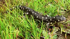 Description de l'image California Tiger Salamander.jpg.