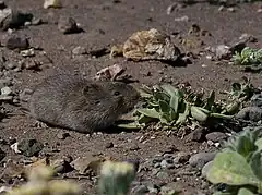 Description de l'image California Vole (Microtus californicus).jpg.