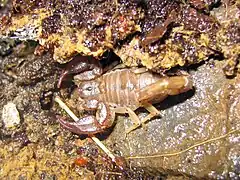 Description de l'image California common scorpion - Paruroctonus silvestrii - Flickr - GregTheBusker.jpg.