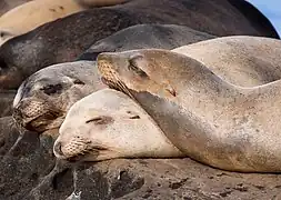 Otaries de Californie à La Jolla Cove.