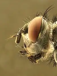 Tête vue de côté de Calliphora spp