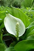 Calla des marais, lac de Retournemer.