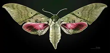 Callambulyx rubricosa piepersi ♀ MHNT