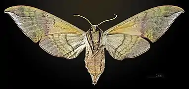 Callambulyx rubricosa piepersi   △ ♀ MHNT