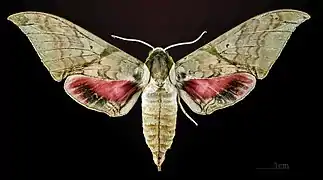 Callambulyx rubricosa piepersi ♂  MHNT