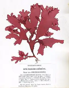 Calliblepharis ciliata, planche de l'herbier des frères Crouan (Pierre-Louis et Hippolyte-Marie).