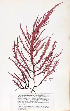 Calliblepharis jubata, planche de l'herbier des frères Crouan (Pierre-Louis et Hippolyte-Marie).
