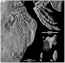 Holotype de Callibrachion gaudryi préservé sur le dos (A). Détail de la main droite (B). Ilion droit recouvert dorsalement par l’extrémité proximale du fémur (C). Coprolithes de requins placés sur la dalle de l’holotype durant le 19e siècle (D).
