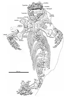 Dessin explicatif de l’holotype de Callibrachion gaudryi.