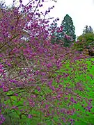 Callicarpa bodinieri, aspect général en automne