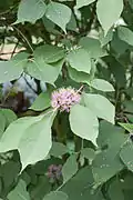 Callicarpa cathayana, fleurs