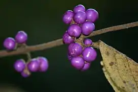 Callicarpa mollis, fruits