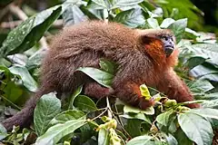 Description de l'image Callicebus cupreus Tambopata Research Center.jpg.