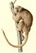 Planche zoologique de 1847