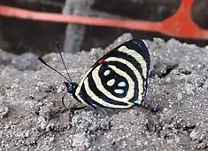 Le Callicore hydaspes est une espèce de lépidoptères (papillons) de la famille des Nymphalidae