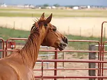 Tête d'un jument alezane, dans son paddock, la tête tournée vers le loin, en train de hennir.